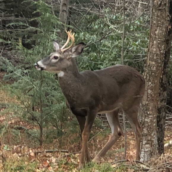 Meet your Posher, Evan - Picture 1 of 1